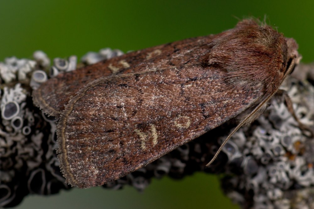 Xestia xanthographa