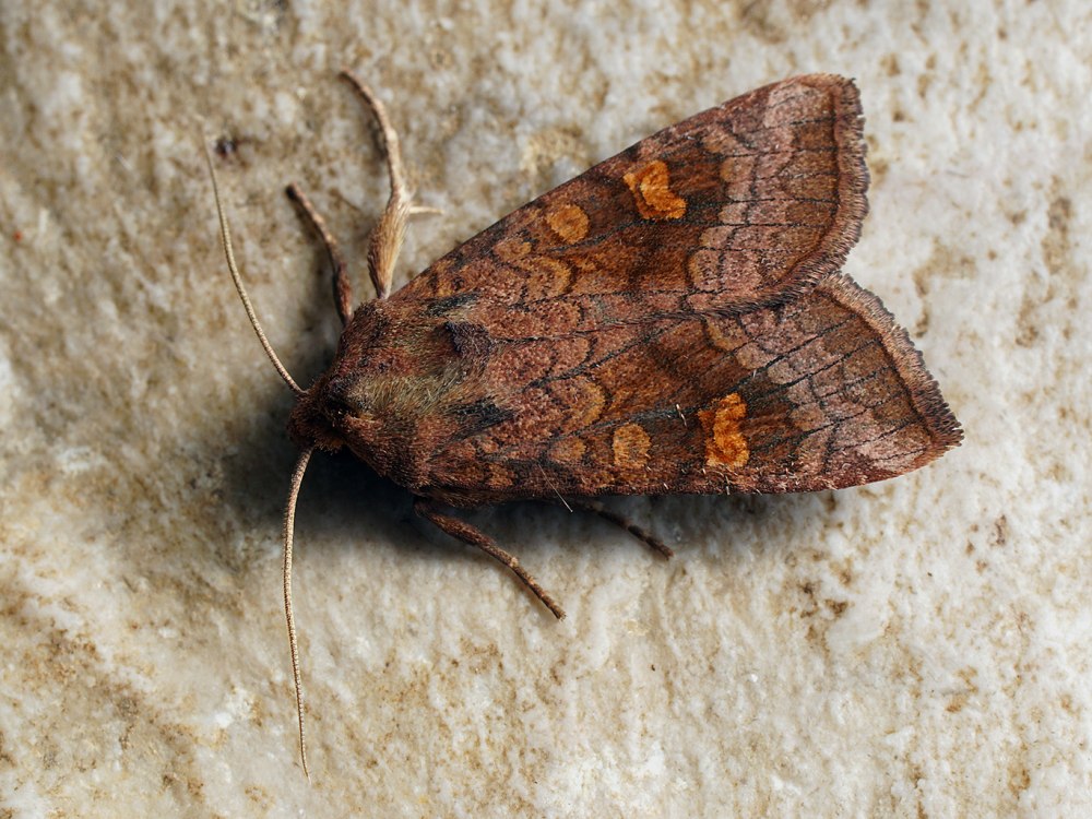 Amphipoea fucosa