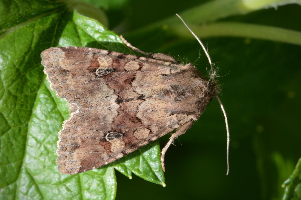 Apamea Sordens (Hufnagel, 1766)