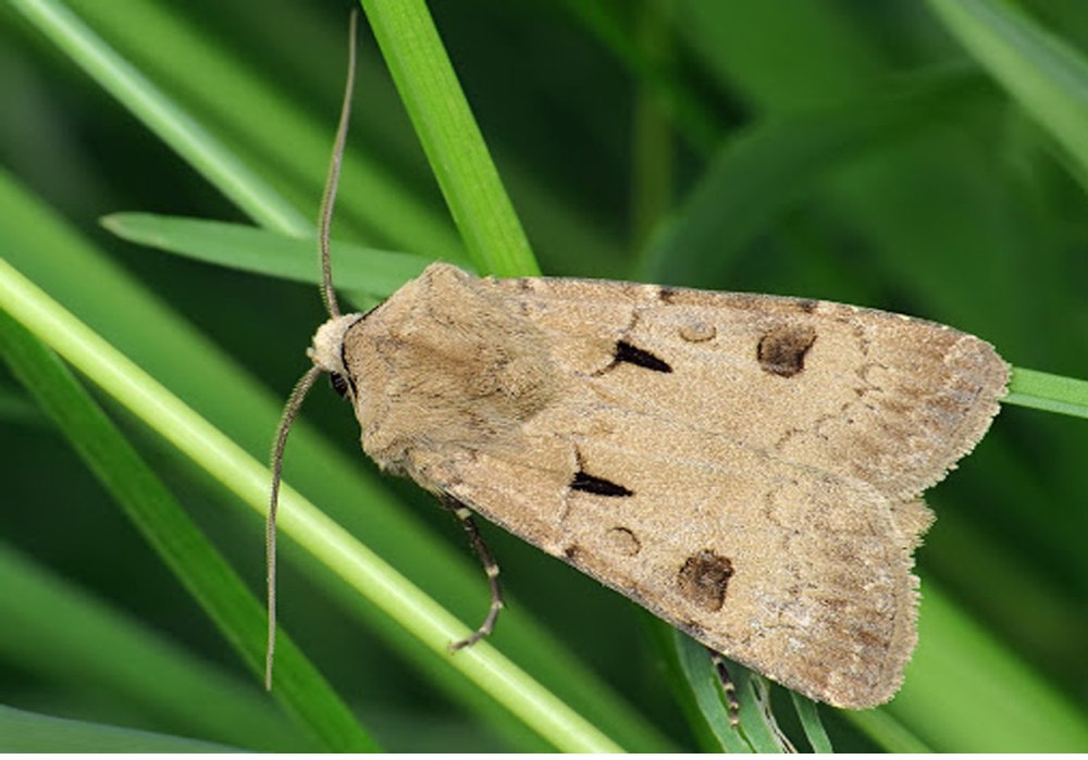 Совка восклицательная (Agrotis exclamationis l.) личинка