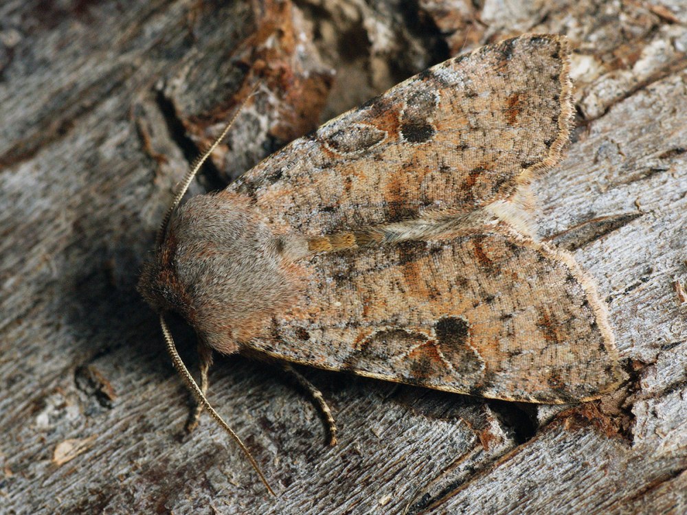 Совки): Orthosia incerta