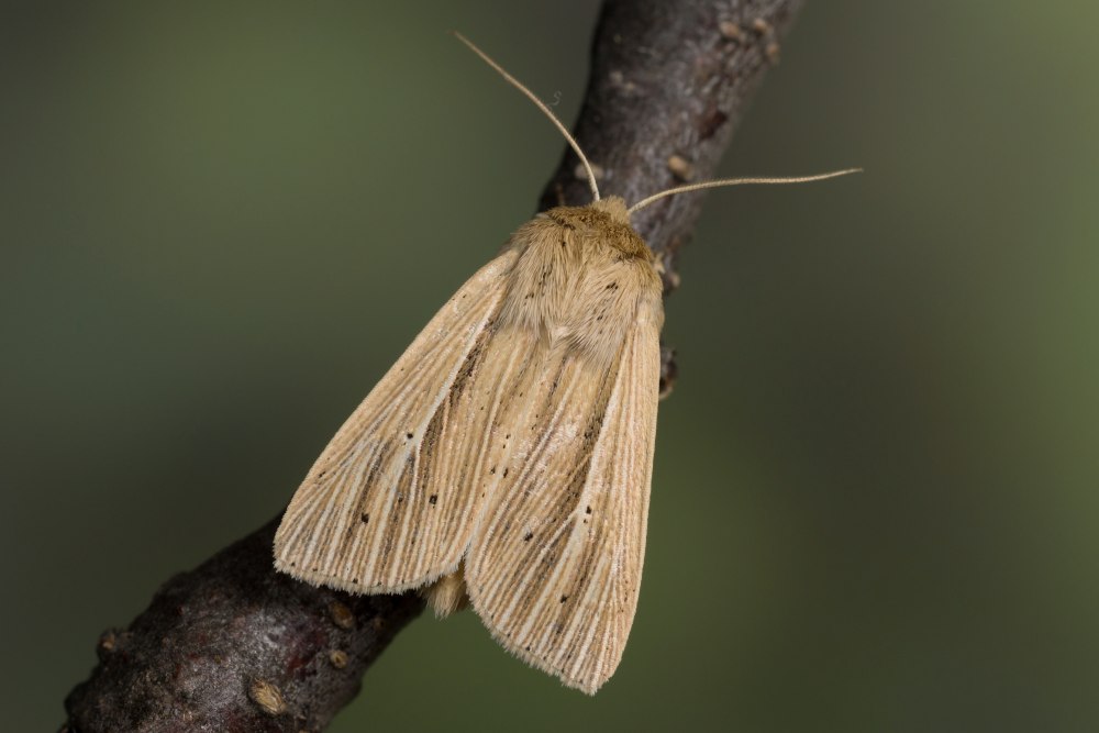 Mythimna tincta