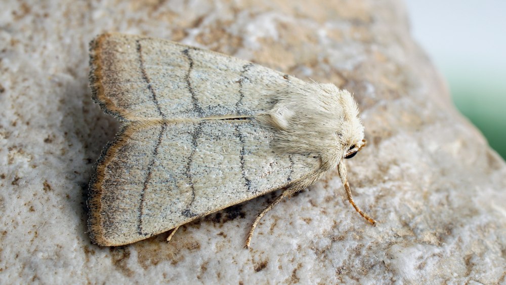 Amphipyra Berbera