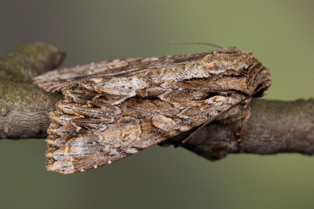 Apamea monoglypha гусеница