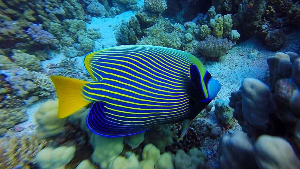 Ангел Императорский (ювенильный), l /Pomacanthus Imperator (j)