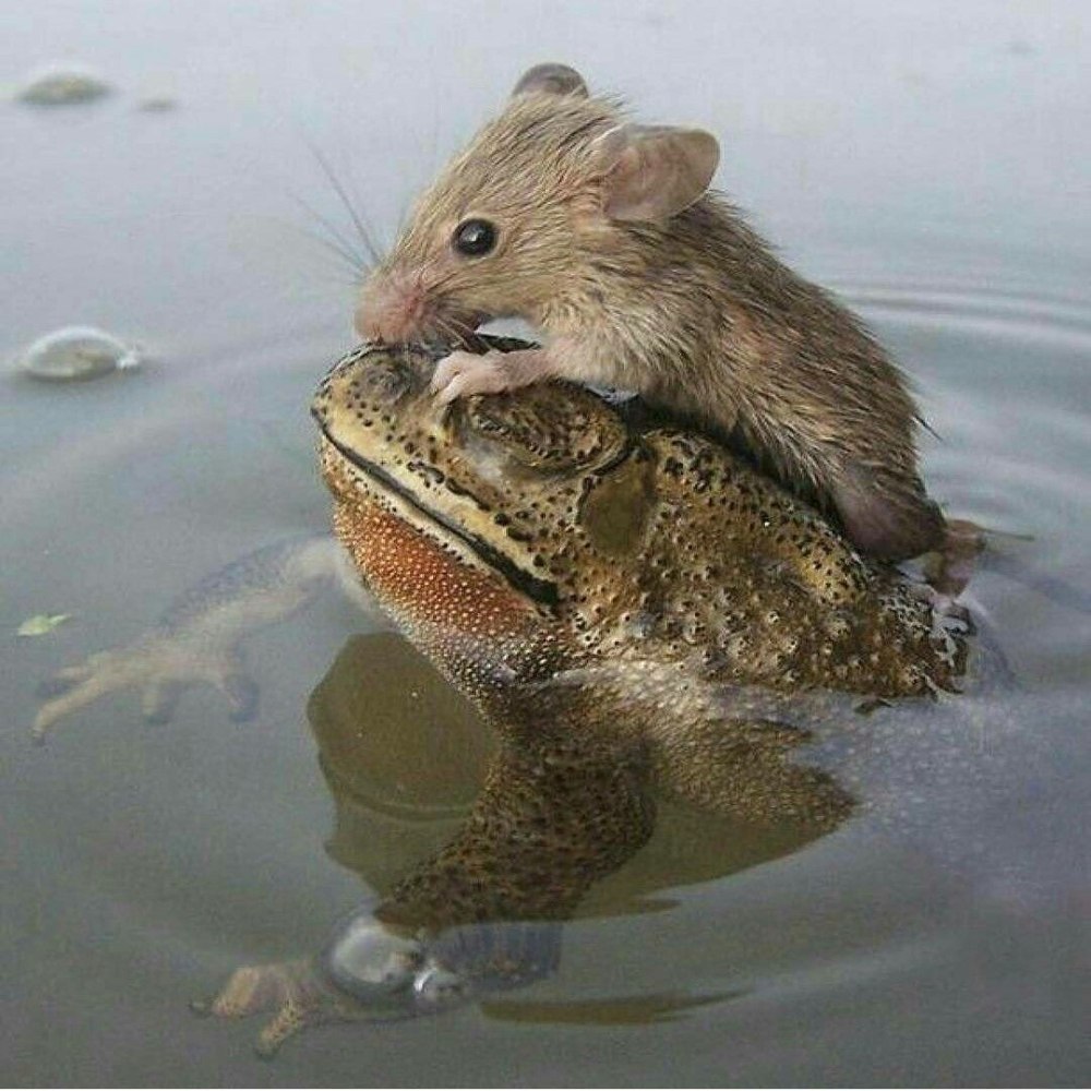 Лягушка и крыса