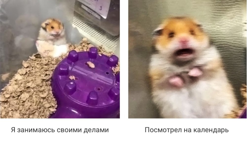 Хомяк Мем