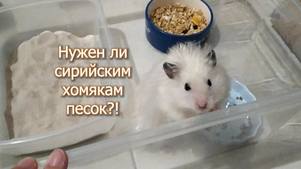 Песок для хомяка