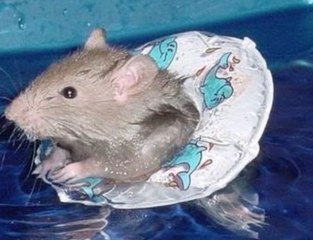 Мышь плавает
