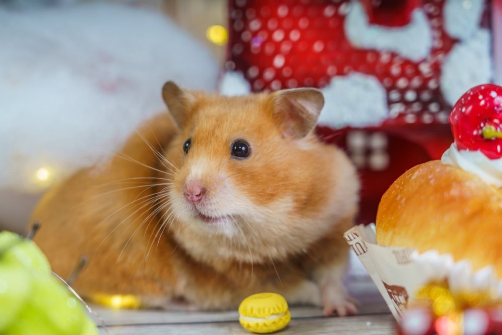Голландский хомяк