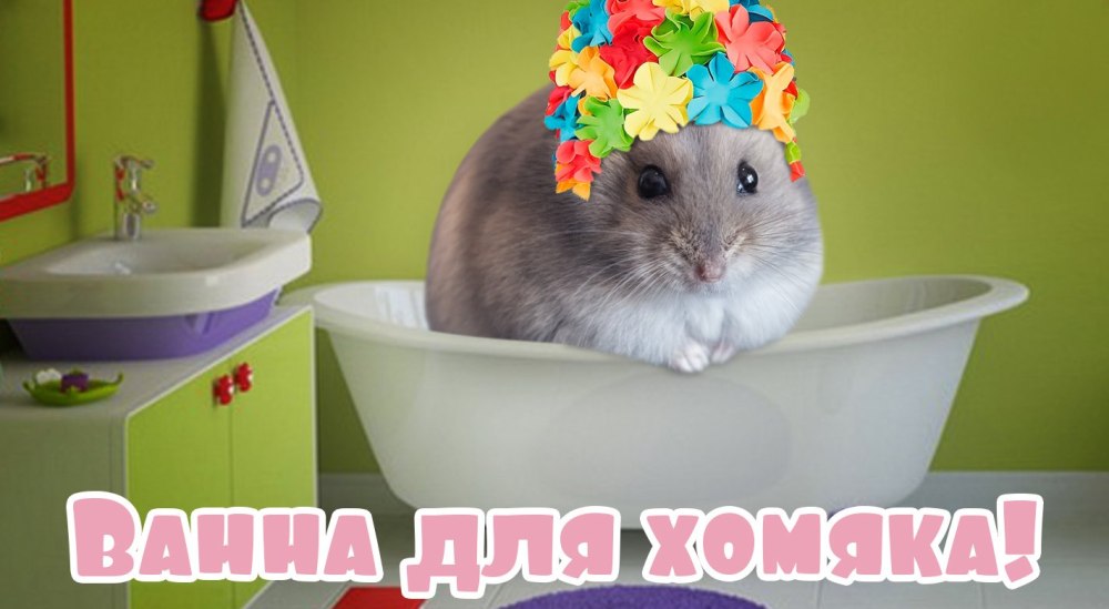 Видео как мыть хомяков