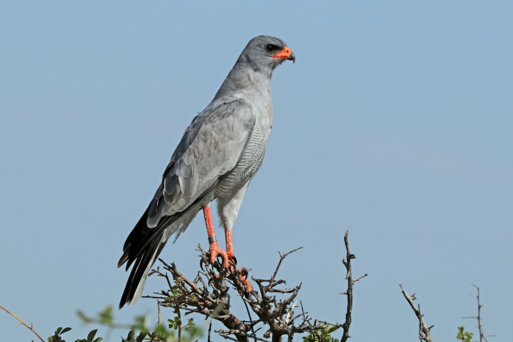 Melierax canorus