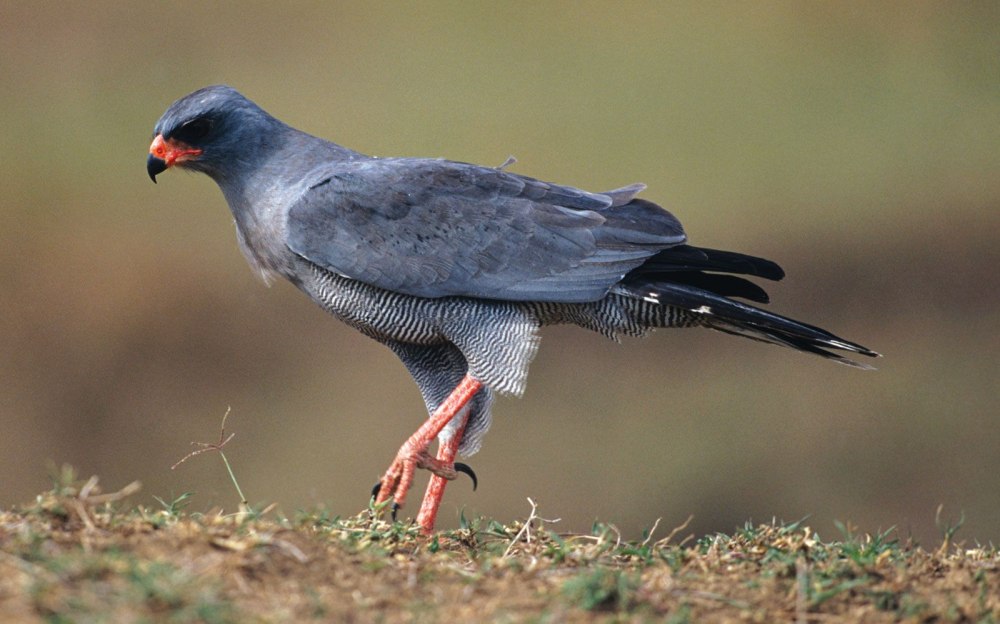 Dark Chanting Goshawk