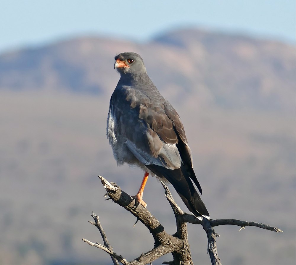 Melierax canorus