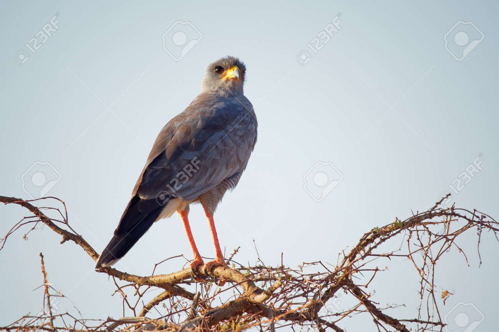 Eastern Chanting Goshawk