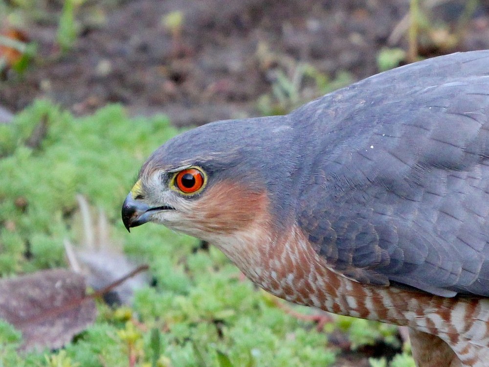 Accipiter nisus перепелятник