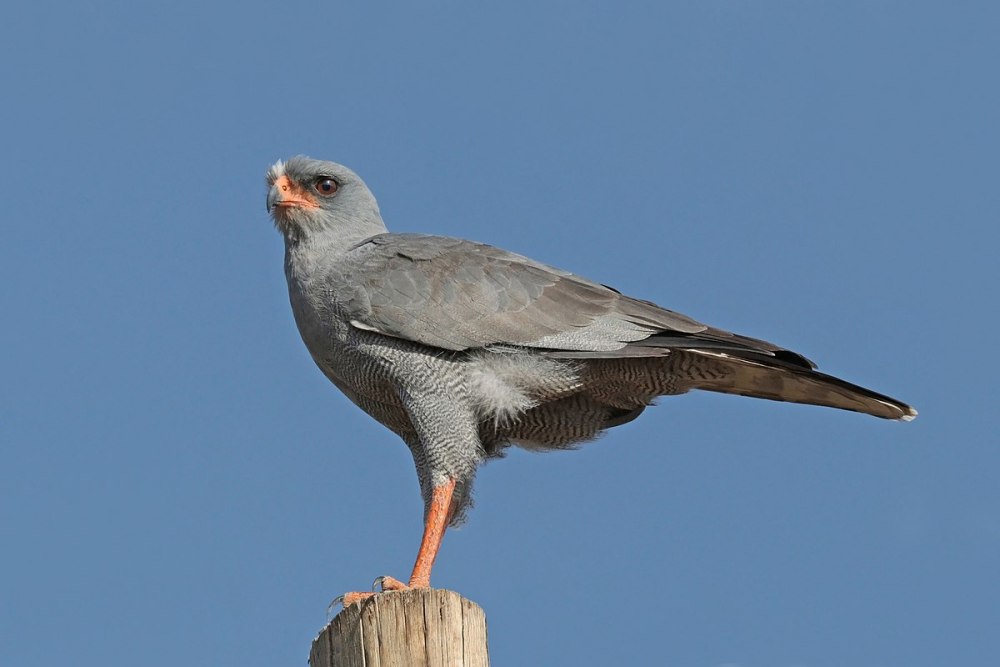 Melierax canorus