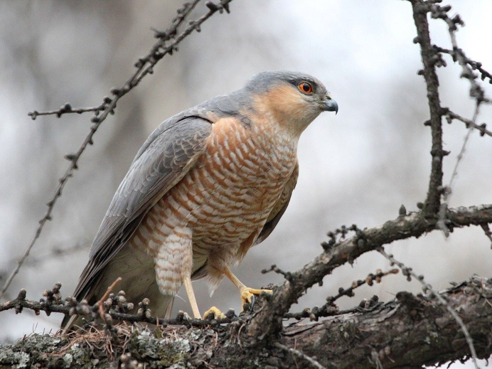 Ястреб-перепелятник (Accipiter nisus)