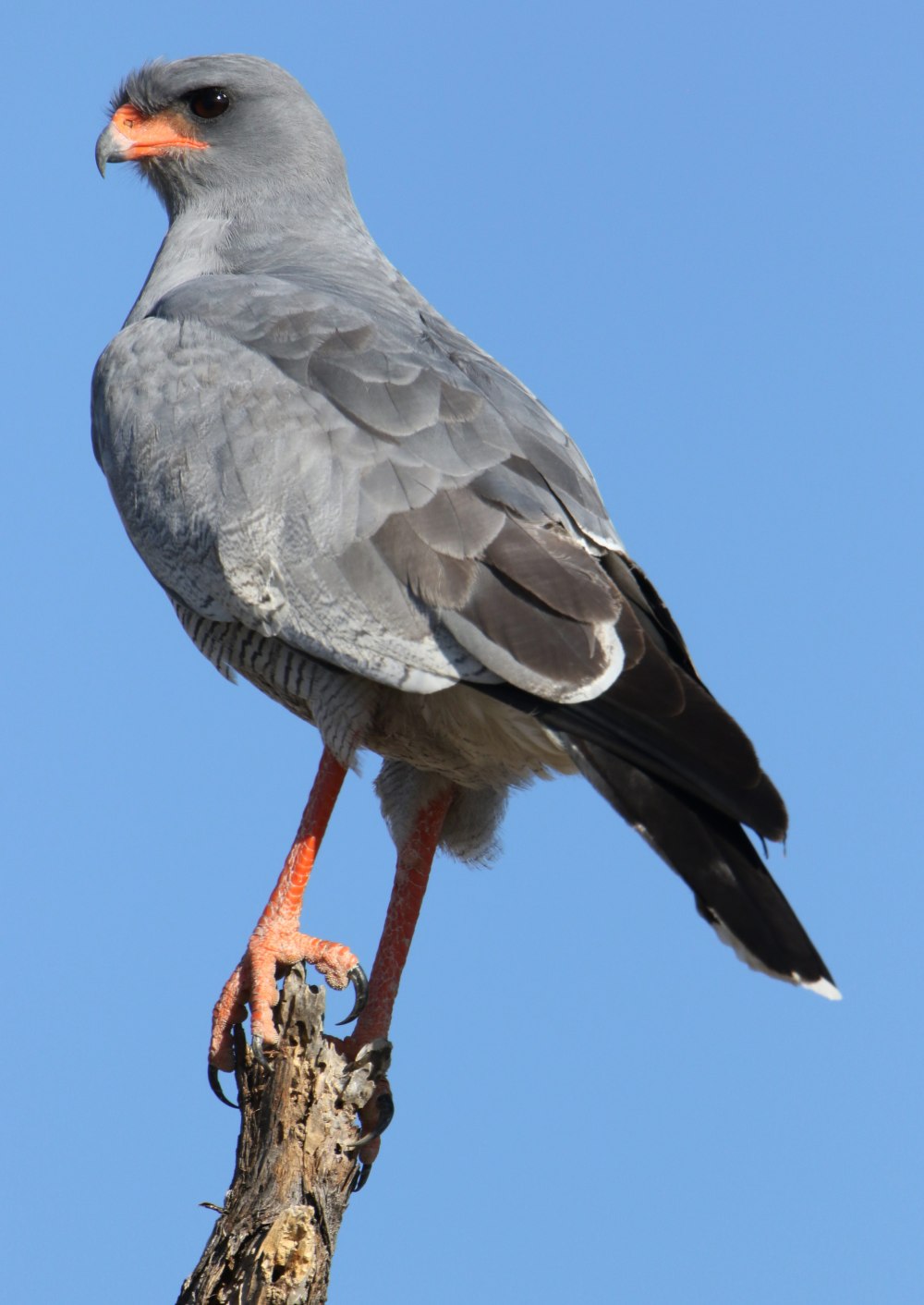 Melierax canorus