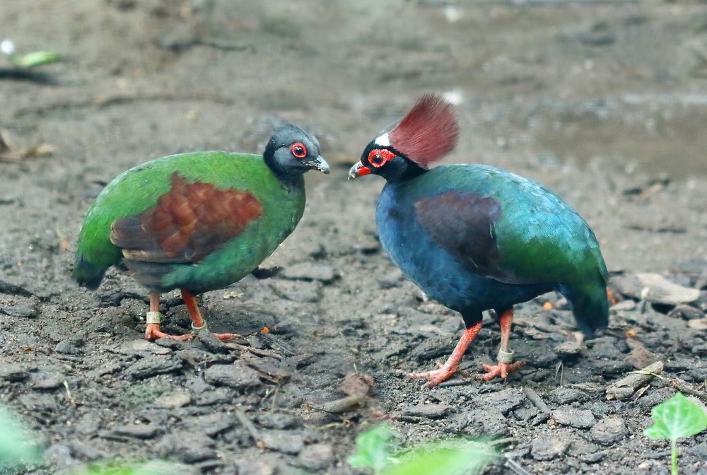Crested Partridge,