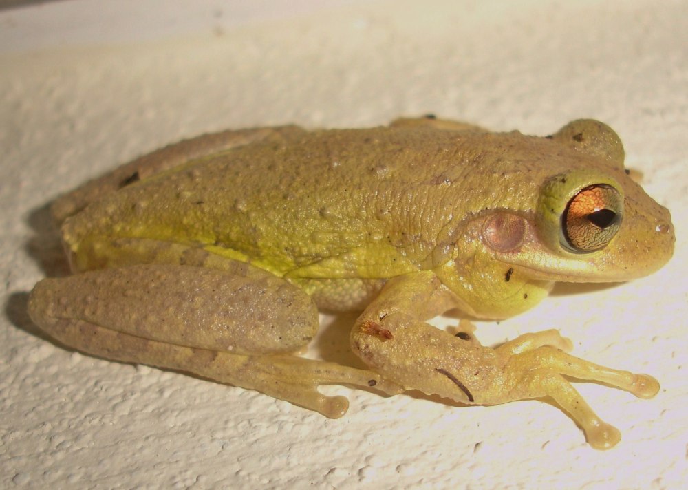 Osteopilus septentrionalis