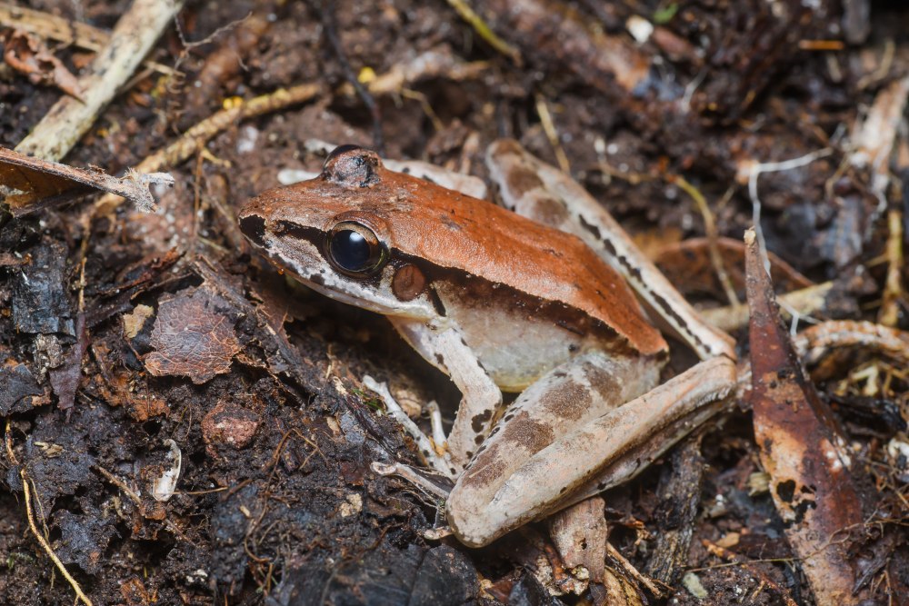 Nasica Longirostris