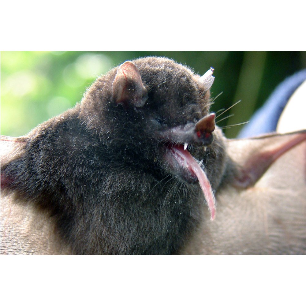 Bat 9х67х98