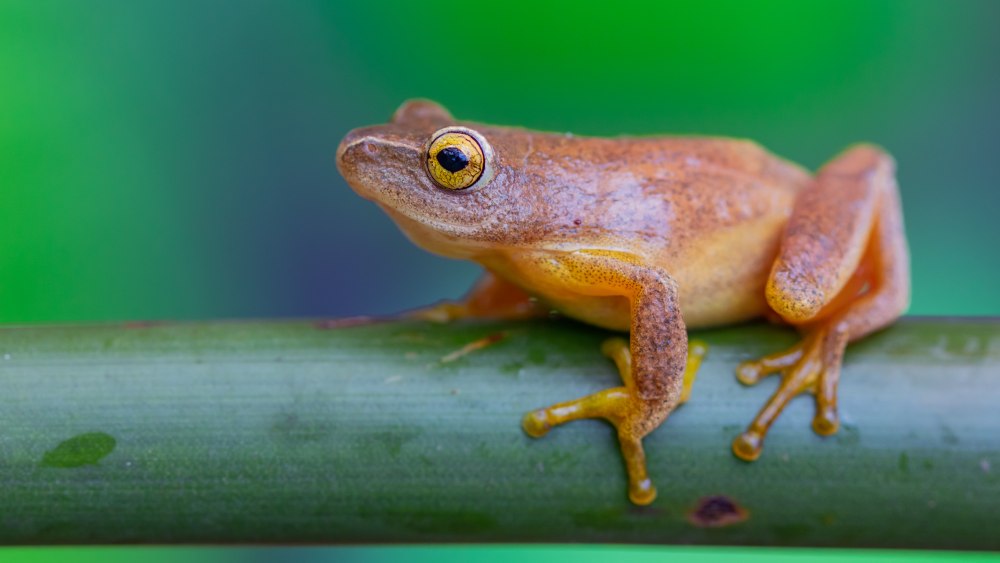 Ямайская листовая лягушка (Eleutherodactylus jamaicensis)
