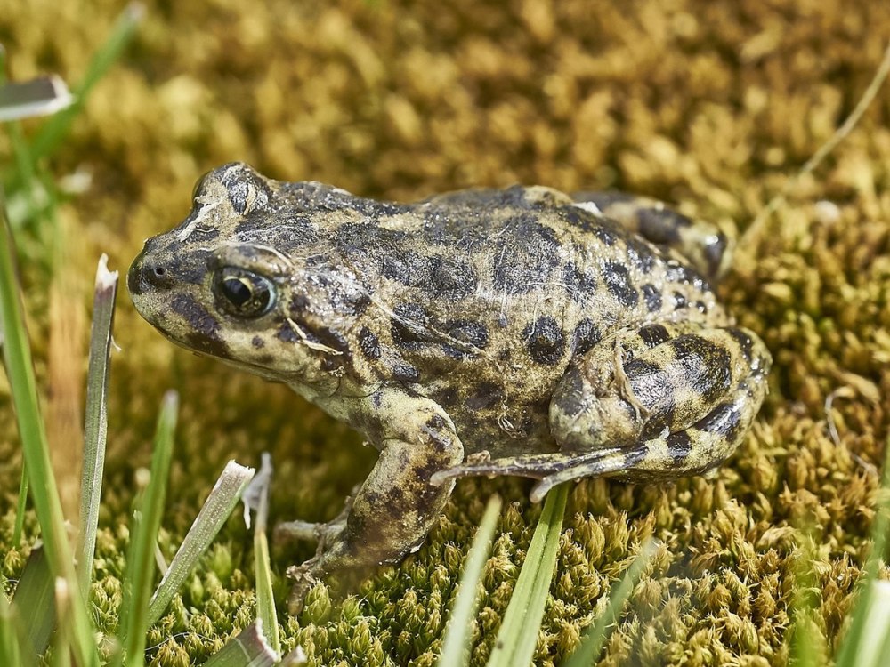 Atelognathus praebasalticus