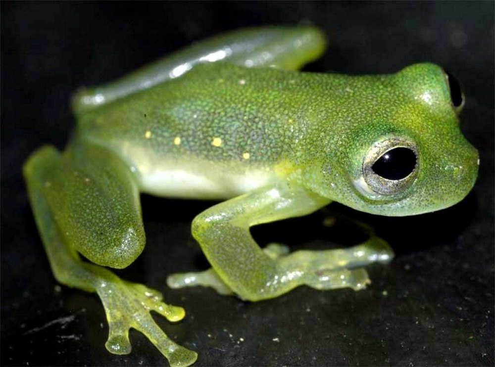 Teratohyla pulverata