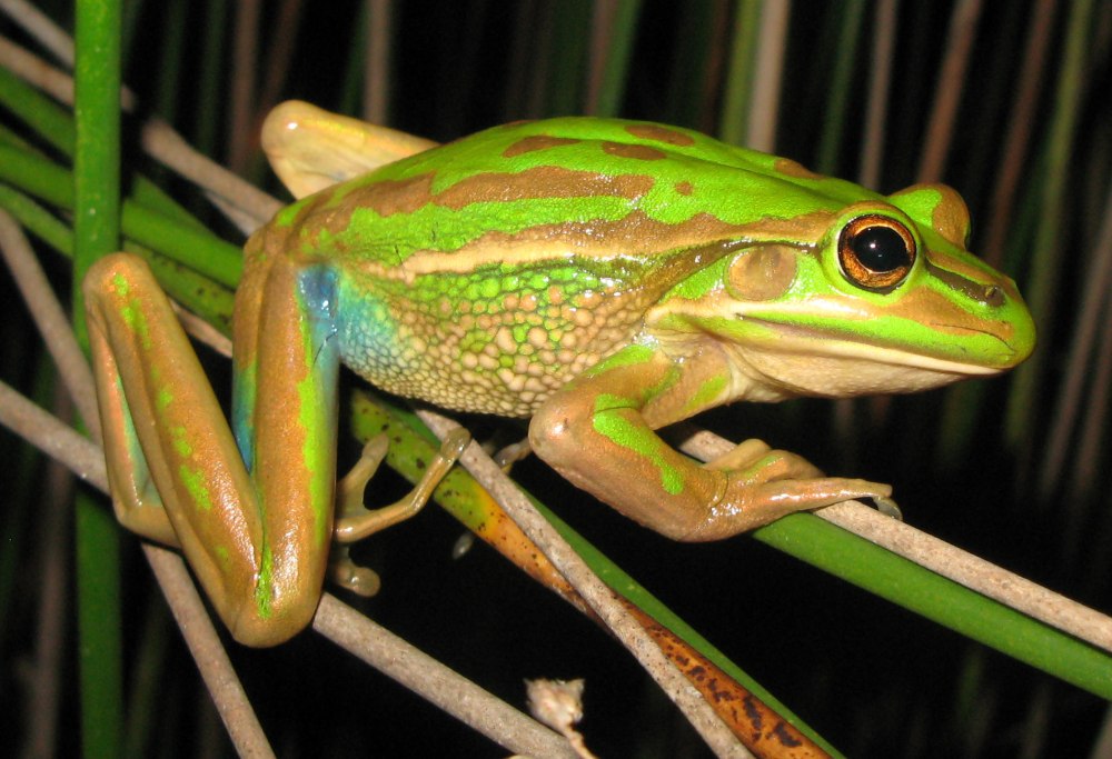Лягушка Litoria Aurea