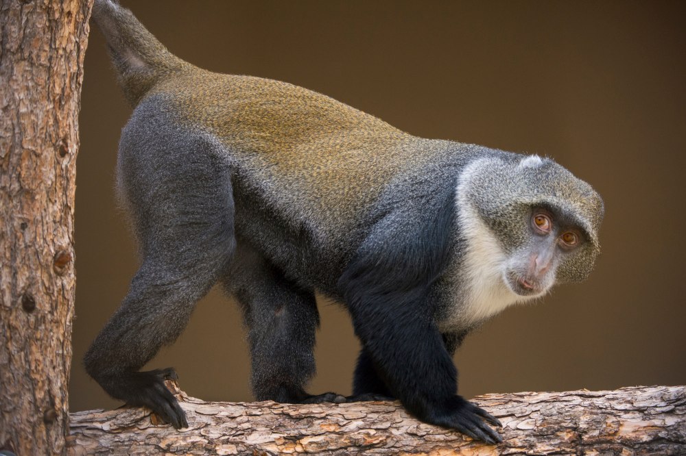 Cercopithecus Lomamiensis
