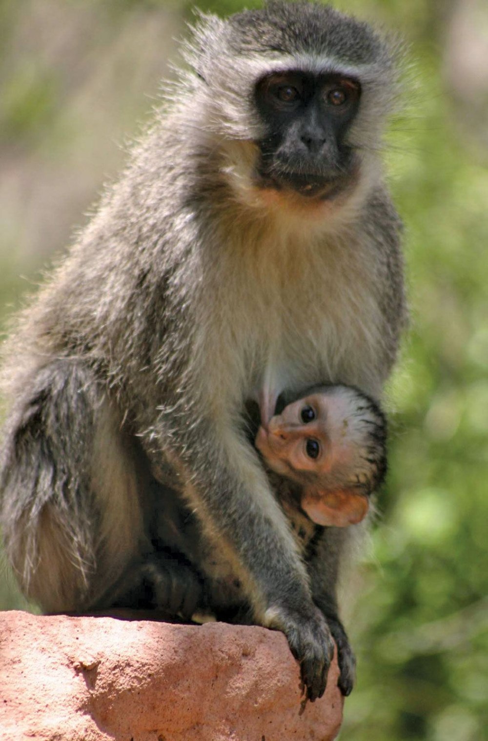 Мартышки Cercopithecus aethiops