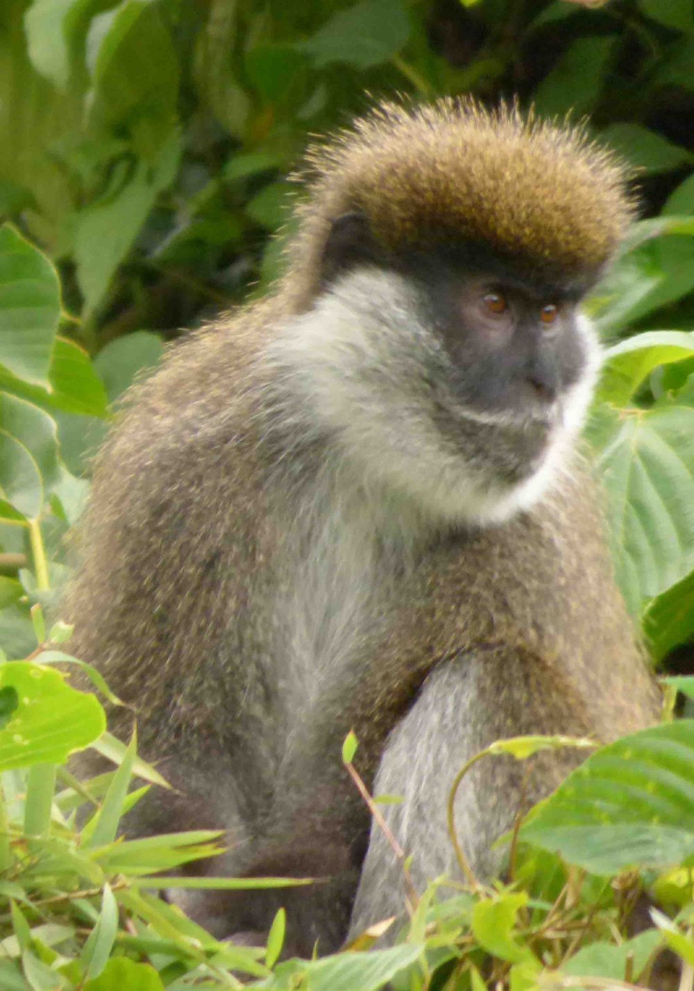 Chlorocebus djamdjamensis