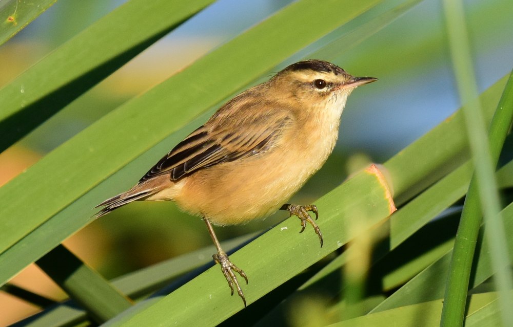 Камышевка-барсучок - Acrocephalus schoenobaenus