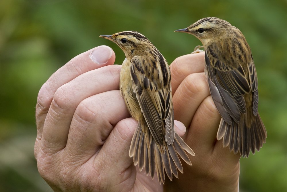 Aquatic Warbler