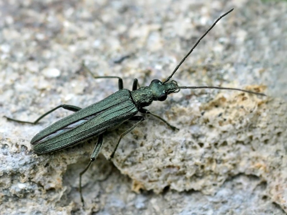 Жук Oedemera virescens