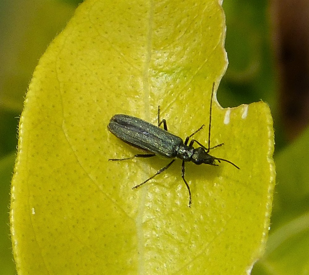 Oedemera lurida