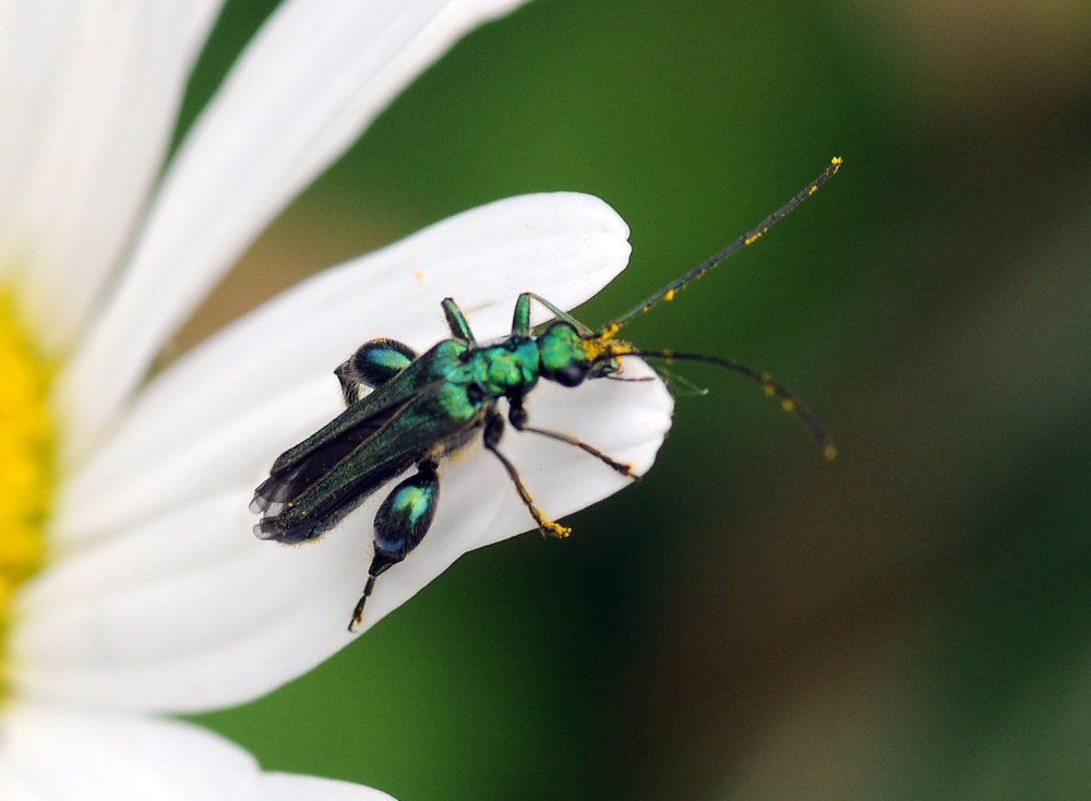 Oedemera Nobilis