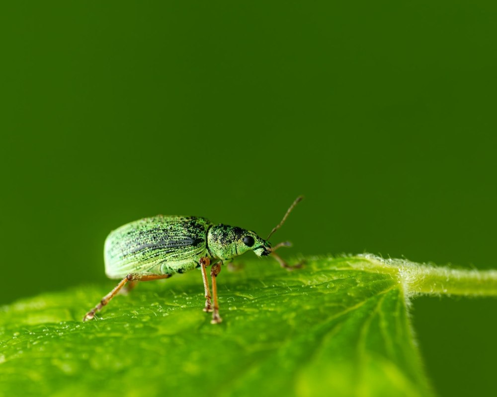 Polydrusus formosus