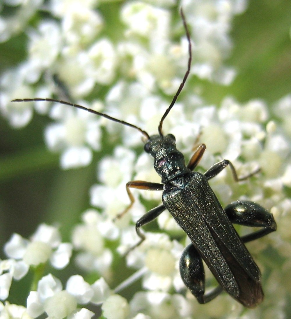 Жук Oedemera virescens