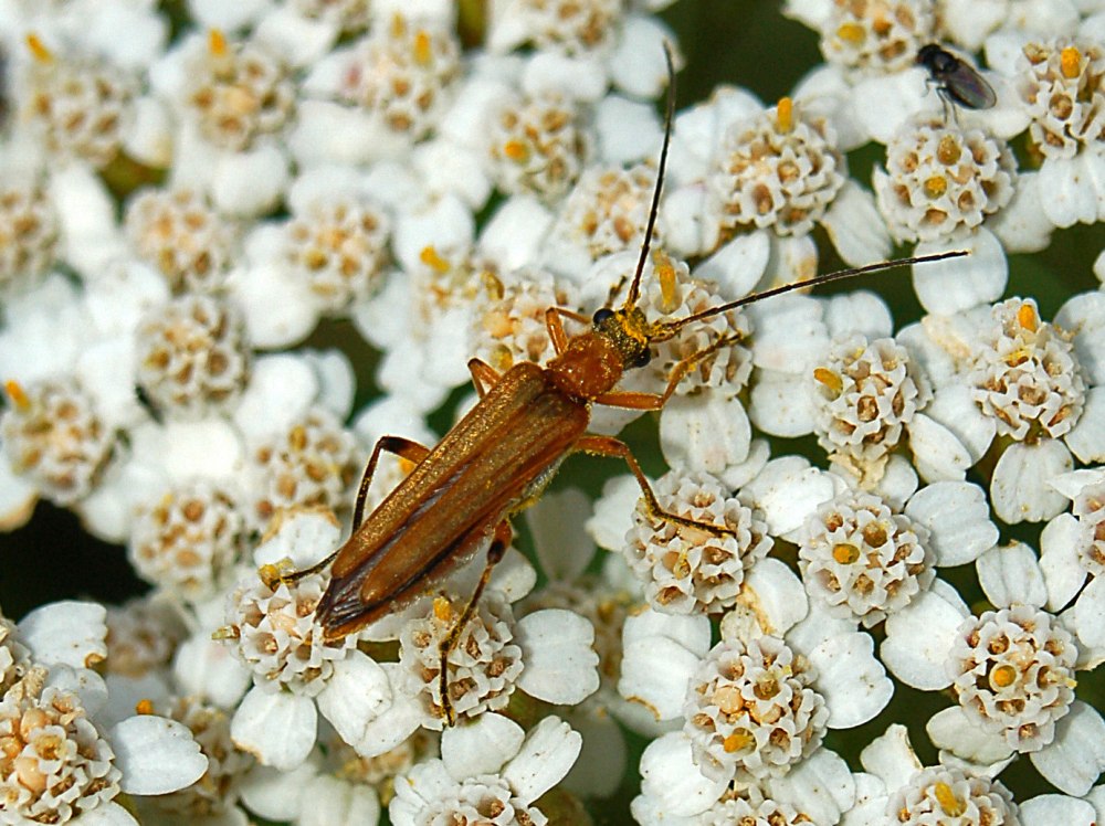 Oedemera podagrariae