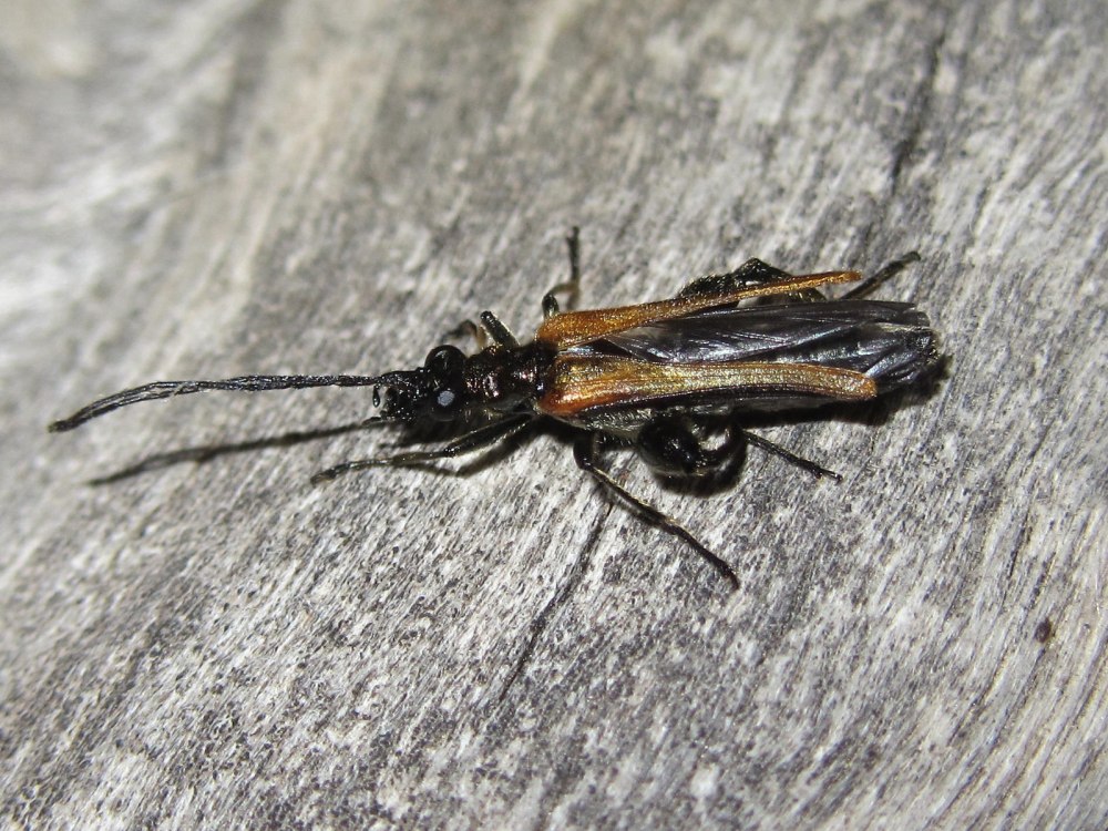 Oedemera femorata