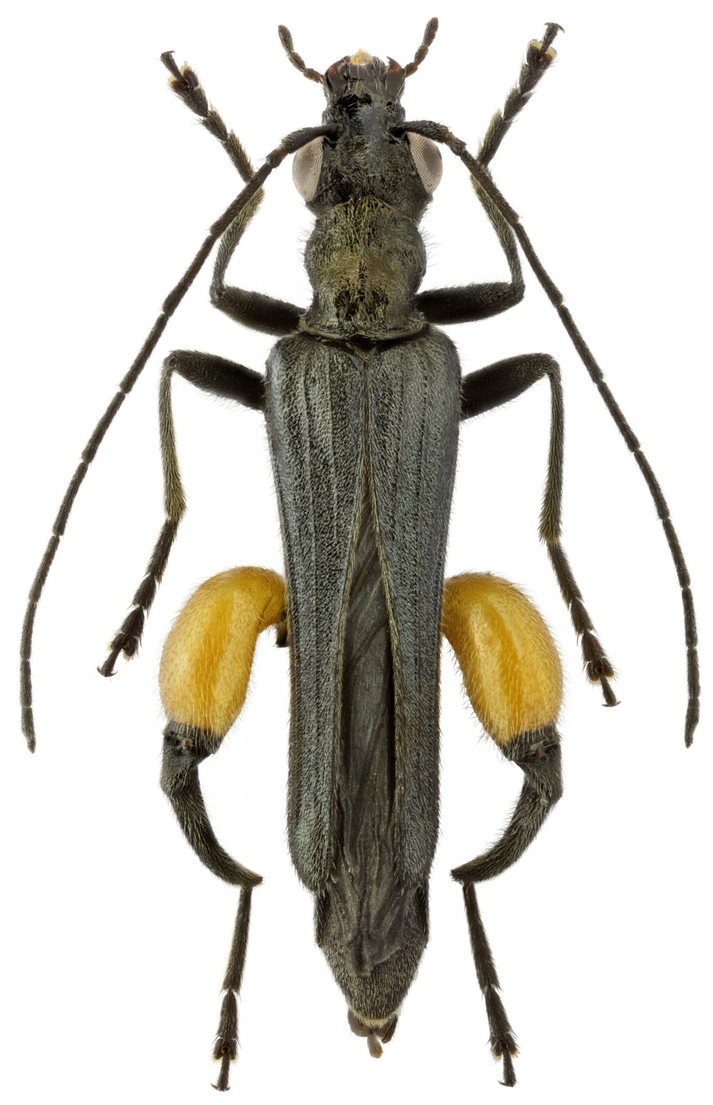 Oedemera flavescens