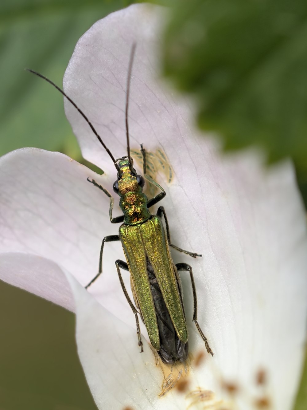 Oedemera Nobilis