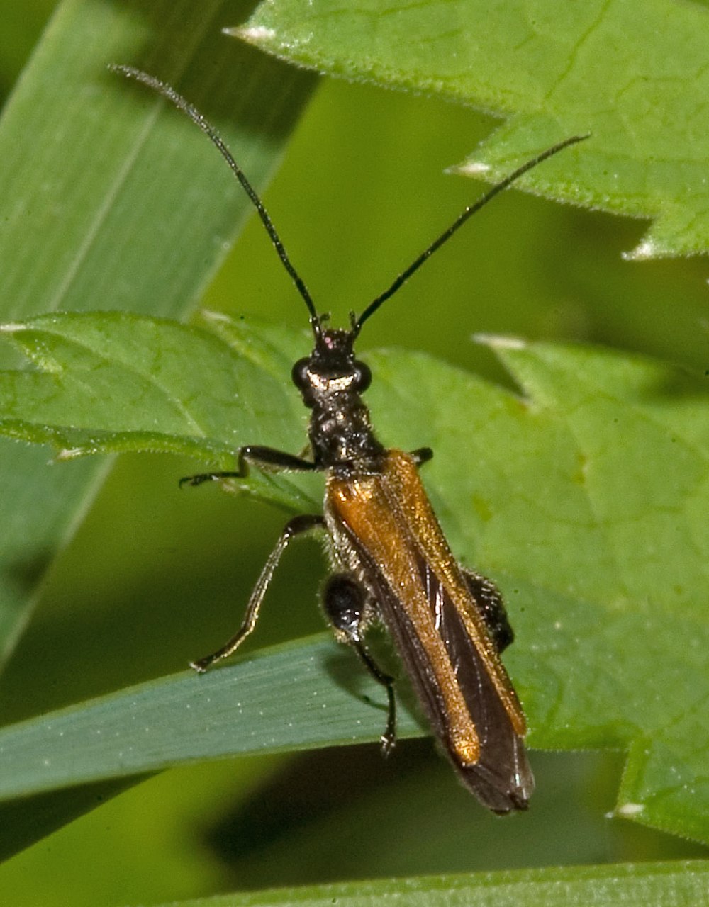 Жук Oedemera virescens
