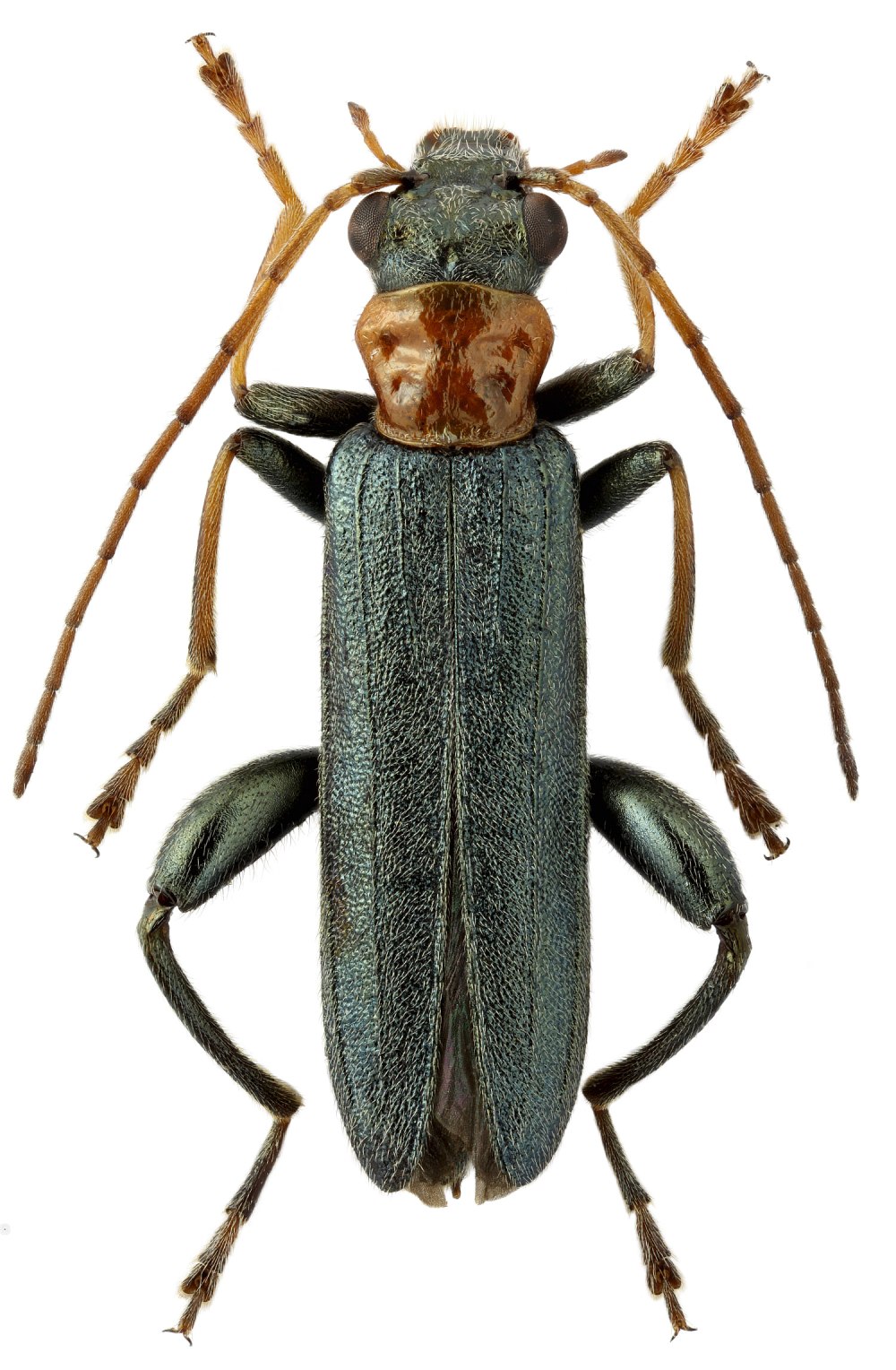 Жук Oedemera virescens