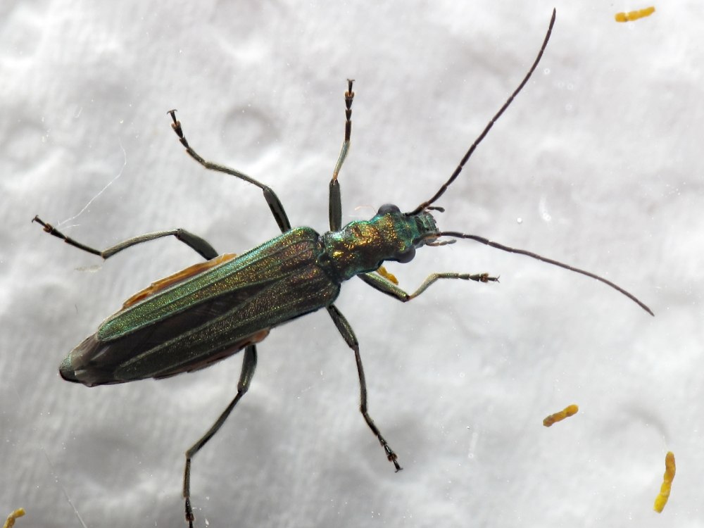 Oedemera Nobilis