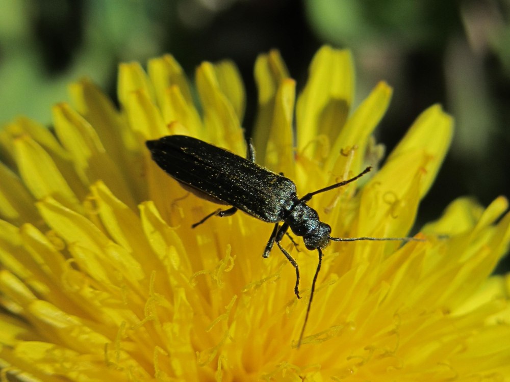 Oedemera tristis