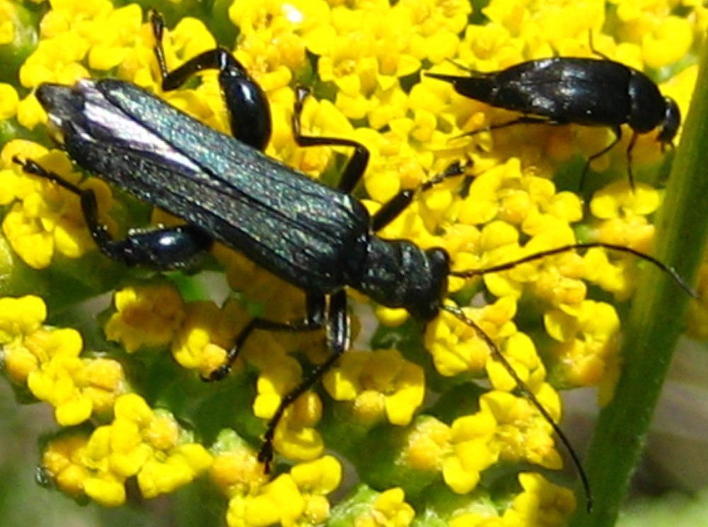 Oedemera